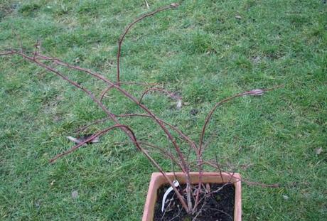 Blueberry Pruning