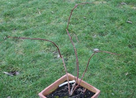 Blueberry Pruning