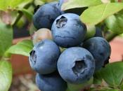 Pruning Blueberries