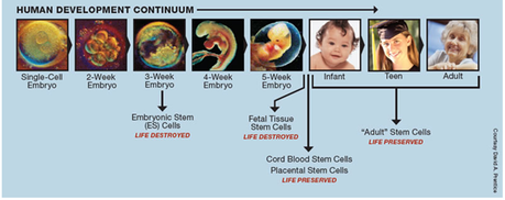 Embrio stem cell story