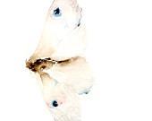 White Moth - Original Watercolor Painting - dearcatherina
