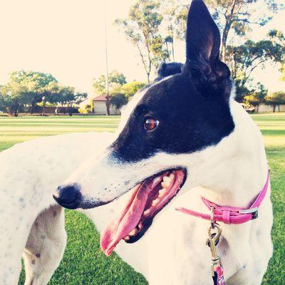 Bella the Greyhound