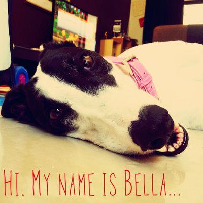 Bella the Greyhound