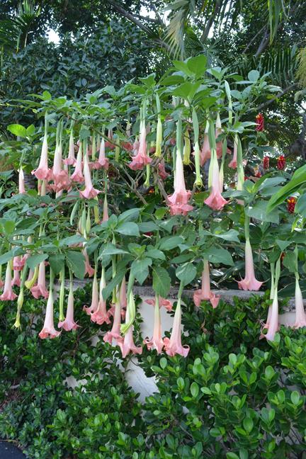 Some of the most beautiful and unique flowers I have seen; Palm Beach, Florida.