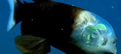 Transparent headed Pacific barreleye fish