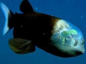 Transparent Headed Pacific Barreleye Fish