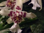Saturday Snapshot Orchid Show