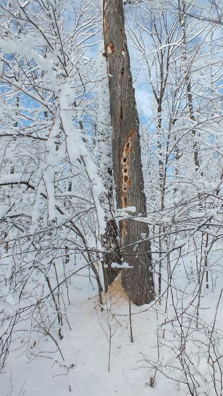 Pileated Woodpecker holes in Algonquin Park tree - Ontario - January 2013