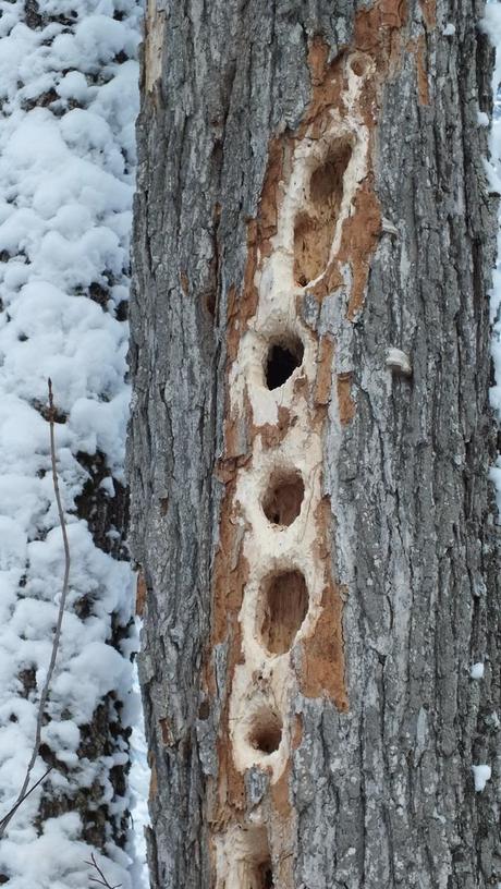 Pileated Woodpecker - holes in tree - Algonquin Park - Ontario - January 2013