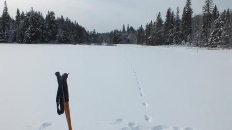 Animal tracks on Fen Lake - Algonquin Park - Ontario