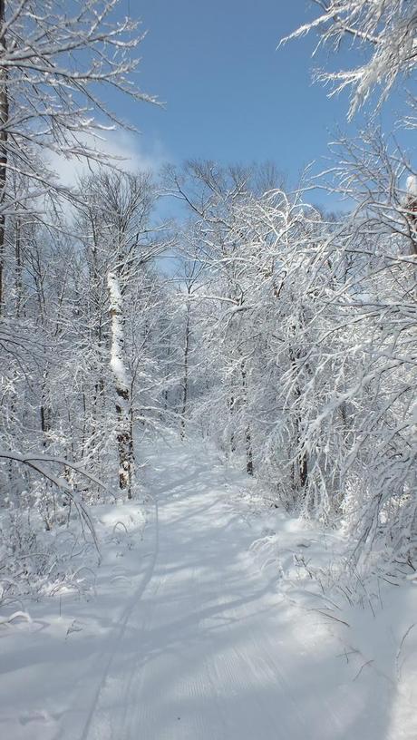 Cabin Trail - Fen Lake Ski Trail - Algonquin Park - Ontario