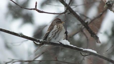 Common Redpoll sits on Oxtongue Lake Tree