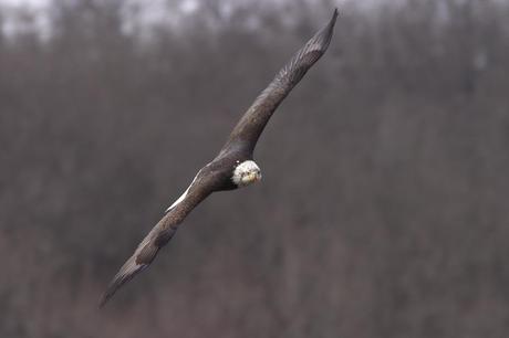 Bald Eagle flying above winter forest