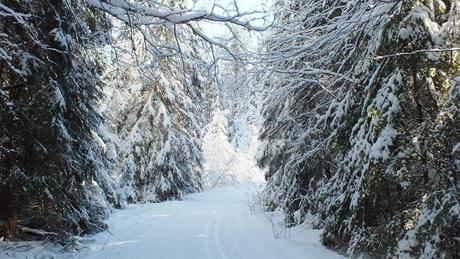 Snowy corner - Fen Lake Trail - Algonquin Park - Ontario