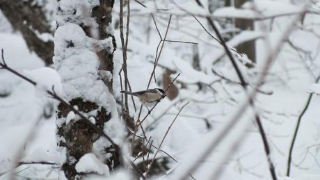 Chickadee on Fen Lake Ski Trail - Algonquin Park - Ontario
