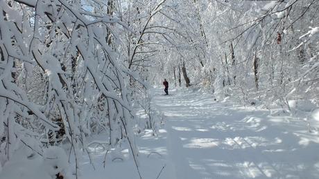 Jean on the snowy Fen Lake Ski Trail - Algonquin Park - Ontario