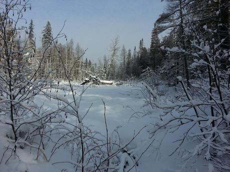 Meadow on Fen Lake Ski Trail - Algonquin Park - Ontario