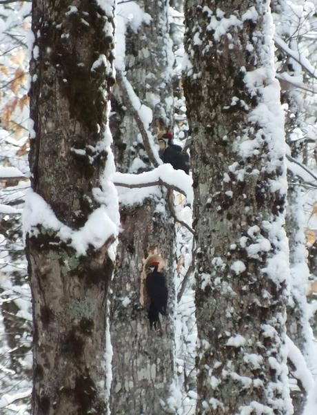 Two female Pileated Woodpeckers one above the other,  Algonquin Park - January 2013