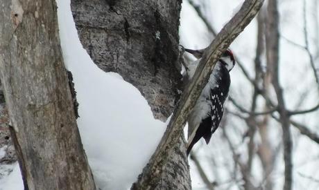 Hairy Woodpecker - male - on tree - Algonquin Park - Ontario