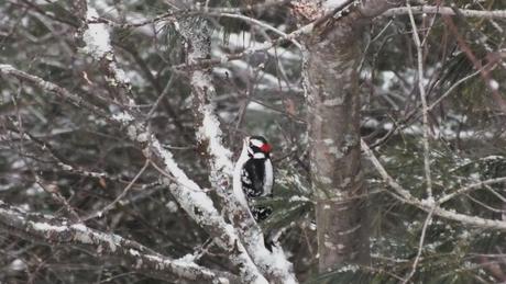Hairy Woodpecker - male - Algonquin Park - Ontario