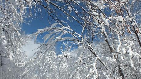 Tree tops and blue sky - Fen Lake Ski Trail - Algonquin Park - Ontario
