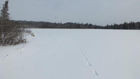 Animal tracks in snow, Fen Lake - Algonquin Park - Ontario