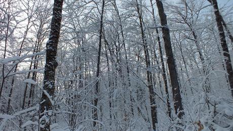 Snowy forest in Algonquin Park