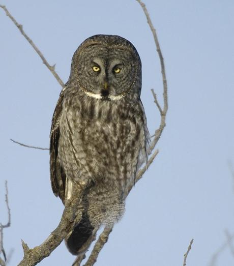 Great Grey Owl sitting on tree