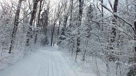 Fen Lake X-ski Trail - Algonquin Park - Ontario