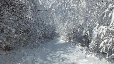 Snowy tunnel on - Fen Lake Ski Trail - Algonquin Park - Ontario