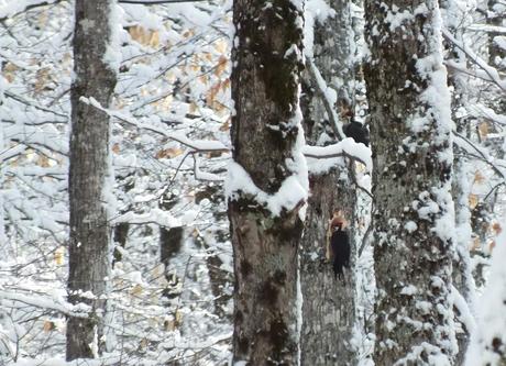 Two female Pileated Woodpeckers one above the other 3,  Algonquin Park - January 2013