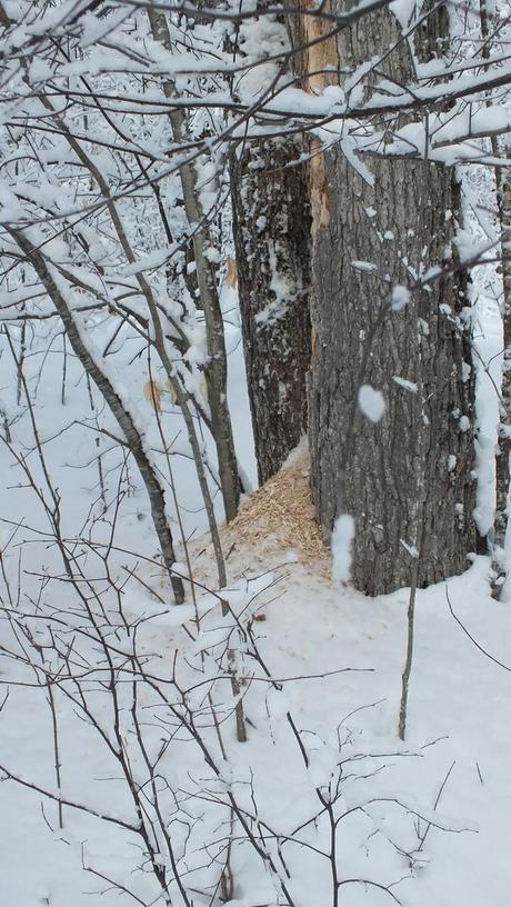 Pileated Woodpecker wood chips on snow - Algonquin Park - Ontario - January 2013