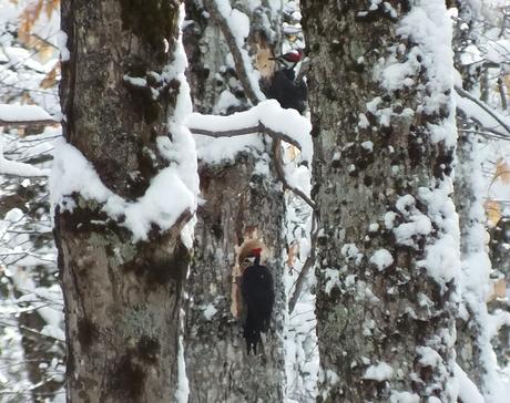 Two female Pileated Woodpeckers one above the other 4,  Algonquin Park - January 2013