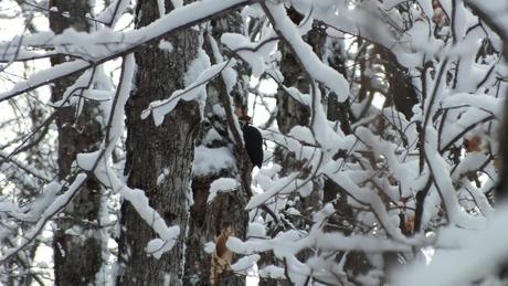 Pileated Woodpecker - female - very hard to sight on side of tree - Algonquin Park - Ontario - January 2013