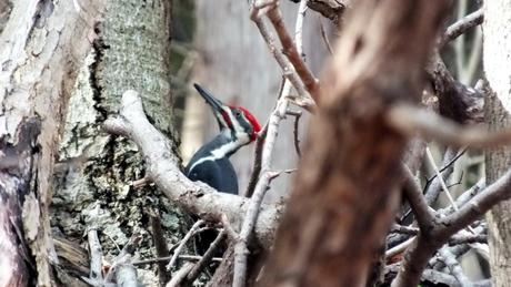 pileated woodpecker, Rouge National Park2