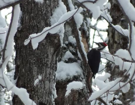 Pileated Woodpecker - female - pecking hole in tree,  Algonquin Park - January 2013