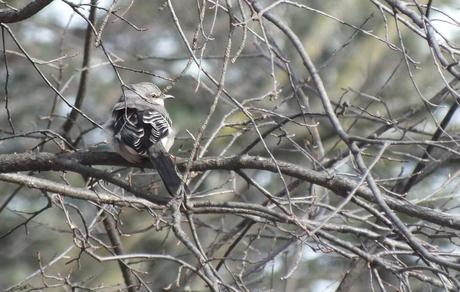 Northern Mockingbird looks right - Thickson's Woods - Whitby - Ontario