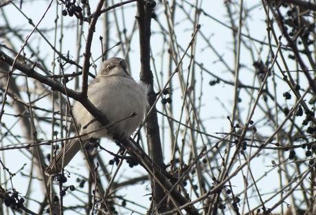 Northern Mockingbird looks forward- Thickson's Woods - Whitby - Ontario