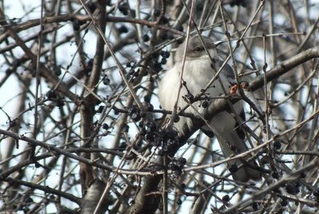 Northern Mockingbird among fruit on tree- Thickson's Woods - Whitby - Ontario