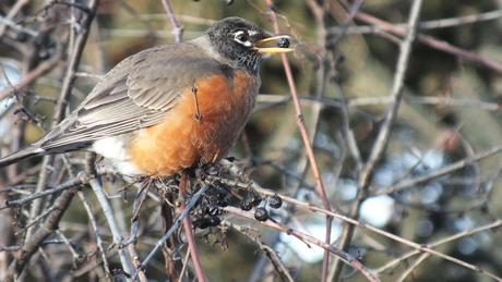 American Robin - holds fruit in its peak- Thickson's Woods - Whitby - Ontario