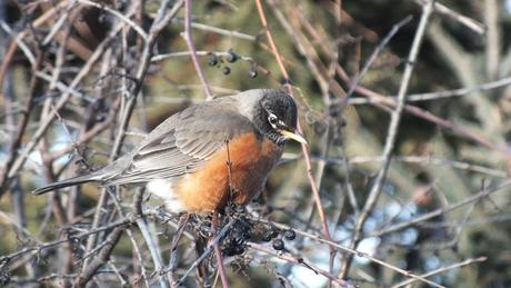American Robin - sizes up fruit - Thickson's Woods - Whitby - Ontario
