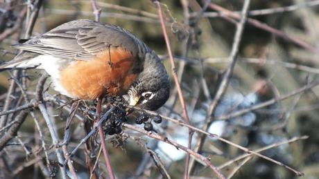 American Robin - picks fruit - Thickson's Woods - Whitby - Ontario
