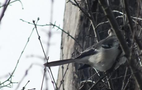 Northern Mockingbird - breast & long tail feathers - Thickson's Woods - Whitby - Ontario