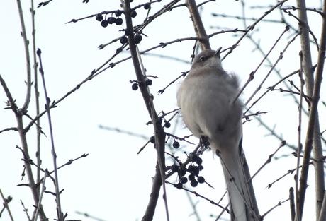 Northern Mockingbird looks upward proudly- Thickson's Woods - Whitby - Ontario