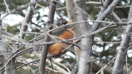 Robin sits in tree in Thickson's Woods - Whitby - Ontario