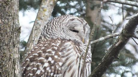 Barred Owl closeup of side of head- Thickson's Woods - Whitby - Ontario