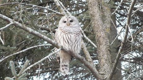 Barred Owl sits in tree- Thickson's Woods - Whitby - Ontario