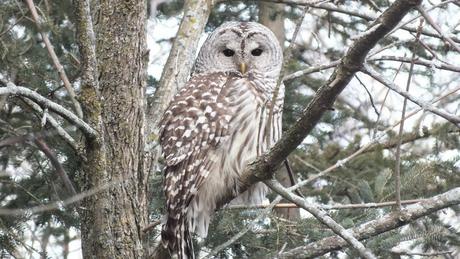 Barred Owl sits in limb - Thickson's Woods - Whitby - Ontario