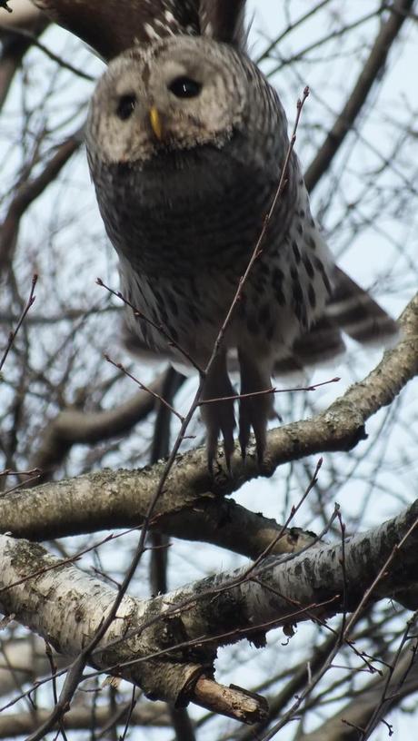 Barred Owl takes flight - Thickson's Woods - Whitby - Ontario