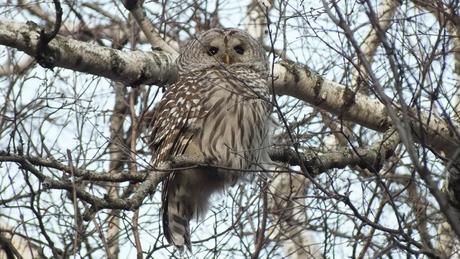 Barred Owl in camouflage 3- Thickson's Woods - Whitby - Ontario